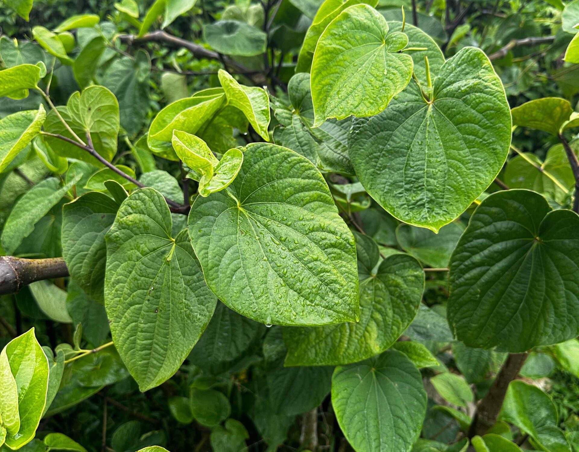 Kavahana The First KavaOnly Bar in Los Angeles, California